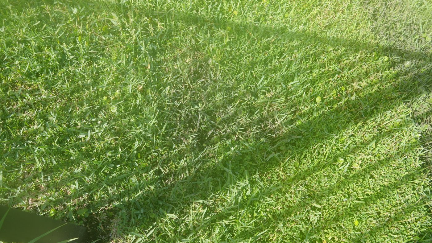Swale at the fence line